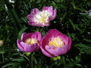 Władysława peony photo