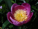 Władysława peony photo