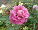 Balkan Star rose photo