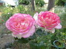 Fragrant Lace ™ rose photo