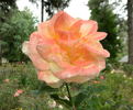 American Heritage ® rose photo
