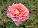 Audrey Wilcox rose photo