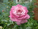 Fragrant Rhapsody ™ rose photo