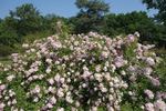 Robe Fleurie rose photo