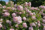 Robe Fleurie rose photo