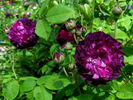 La Négresse rose photo