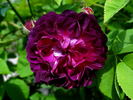 La Négresse rose photo