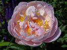 Golly peony photo