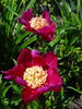 Ursyn Niemcewicz peony photo
