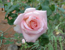 Belami rose photo
