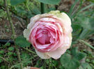 History rose photo
