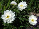 Miss America peony photo