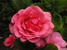 12 Westerland OP 06 rose photo