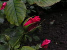 12 Westerland OP 06 rose photo