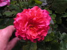 Monique Chiffon rose photo