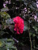 Monique Chiffon rose photo