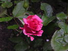 Monique Chiffon rose photo