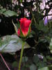 Monique Chiffon rose photo