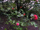 Monique Chiffon rose photo