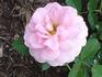 Hero ® rose photo