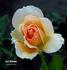Just Dreamy rose photo