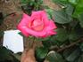 Picture Perfect rose photo