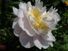 Golly peony photo