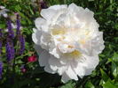 Golly peony photo