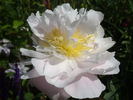 Golly peony photo