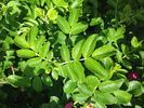 R. rugosa rosea rose photo
