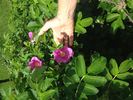 R. rugosa rosea rose photo