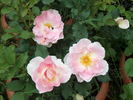 Château de Bagnols rose photo