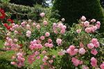 Palissade Rose rose photo