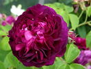 La Négresse rose photo
