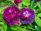 La Négresse rose photo
