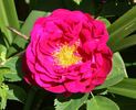 Parkzierde rose photo