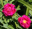Parkzierde rose photo