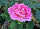 Color Me Pink rose photo