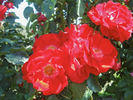Stadt den Helder rose photo