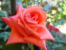 Dr Gary Rankin rose photo