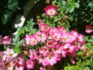 Cineraria rose photo