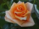 Golden Monica ® rose photo