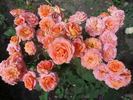 Vivienne Westwood rose photo