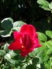 Chersones rose photo