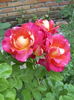 Chersones rose photo