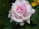 Antoine d'Ormois rose photo