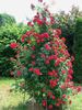 Krasnyj Majak rose photo
