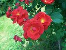 Krasnyj Majak rose photo