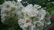 White Flight rose photo