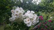 White Flight rose photo